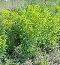 Leafy Spurge